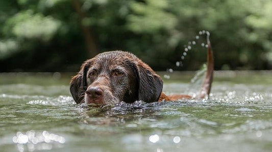 10 Dog Breeds That Love To Swim - Birdie Girl