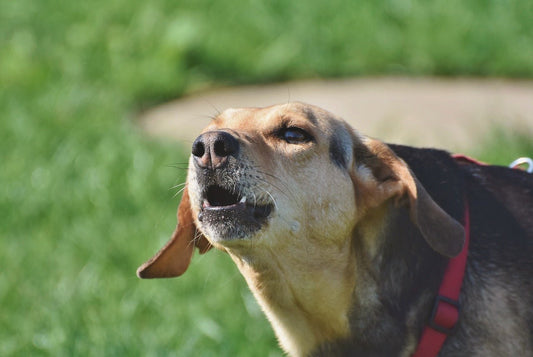 Effective Strategies to Stop Excessive Dog Barking - Birdie Girl