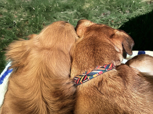 The Harmony of Dogs Getting Along: Building Unbreakable Bonds - Birdie Girl